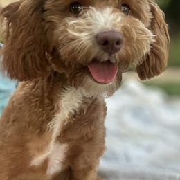 Lola - Goldendoodle