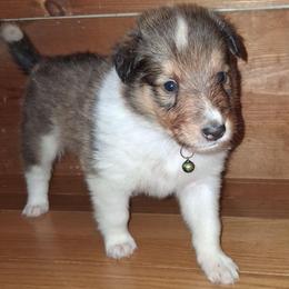 Dougal - Sable and white male Collie puppy in Montpelier, Virginia from Gun Barrel Collies