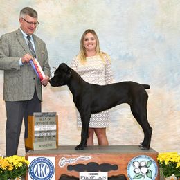 Boxer and Cane Corso Puppies from Soaring Royalty Canines LLC