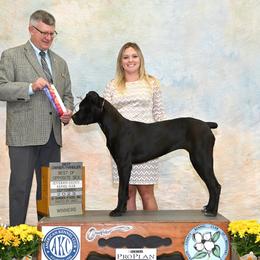 Boxer and Cane Corso Puppies from Soaring Royalty Canines LLC