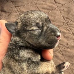 AKC - Yogi - Purple - Salt and pepper male Miniature Schnauzer puppy in Wheeler, Wisconsin from Sue’s Miniature Schnauzers