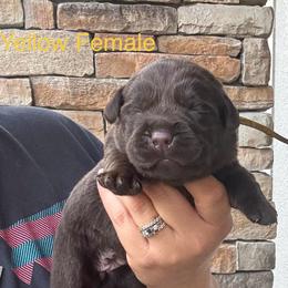 Yellow Collar Female - Chocolate female Labrador Retriever puppy in Kissimmee, Florida from SunState Labs