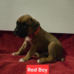 Boxer Puppies from Ashley Rhodes