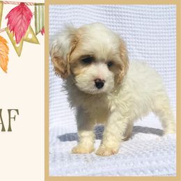 Leaf - Blenheim male Cavapoo puppy in Oak Island, North Carolina from Double Doodle Cavapoos