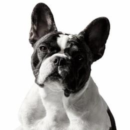 Shye - French Bulldog