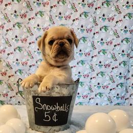 Ebenezer - White male Pug puppy in Tucson, Arizona from Cactus Pugs & Hugs