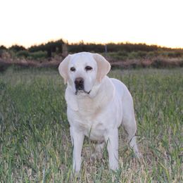 Buster - Labrador Retriever