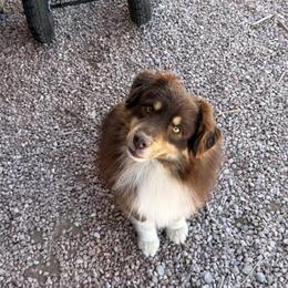 Twix - Red tri-color male Miniature American Shepherd puppy in Monroe, Utah from Shawnkara Australian Shepherds & Miniature American Shepherds