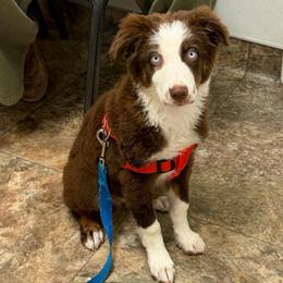 Fang - Red tri-color male Australian Shepherd puppy in Leamington, Utah from Circle L Aussies