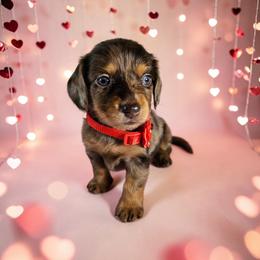 Cookie - Dapple female Dachshund puppy in Alvin, Texas from Cosson's Dachshunds of Alvin