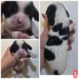 Girl 3 - Black and white female Cocker Spaniel puppy in Greensboro, North Carolina from Cochran Spaniels