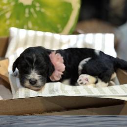 Minnow - Black and white female Bernedoodle puppy in Coopersburg, Pennsylvania from Deutsch Hund Haus