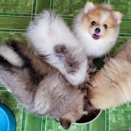 Pomeranian Puppies from Pawsome Poms