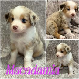 Macadamia - Red merle female Miniature Australian Shepherd puppy in Pinnacle, North Carolina from Higher Elevations Mini Aussies