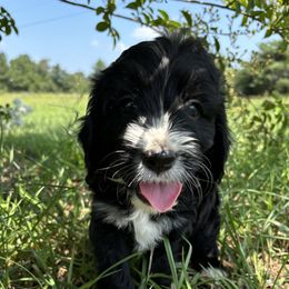 Charlie - Cavapoo puppy from That’s My Puppy