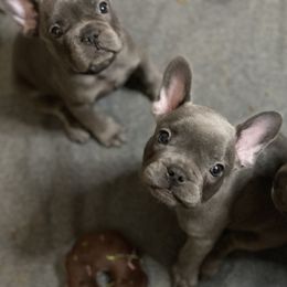 French Bulldog Puppies from Fabled Frenchies