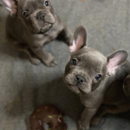French Bulldog Puppies from Fabled Frenchies