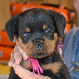 PINK COLLAR - Black and mahogany female Rottweiler puppy in Dawson Springs, Kentucky from Lakeview Rottweilers
