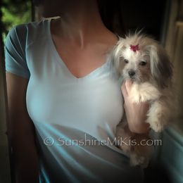 Sunshine Mi-Ki's Little “Livie” - Mi-Ki puppy from Sunshine Mi-Ki's