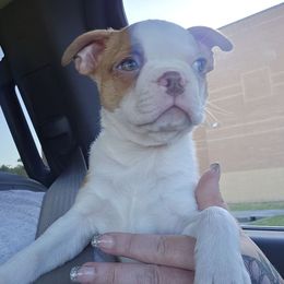 Raj - Red male Boston Terrier puppy in Orange, Texas from Emerald Moon Bostons