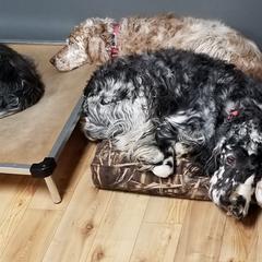 English Setter All Grown Up from Willowcreek English Setters