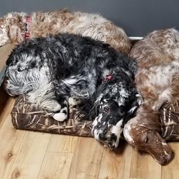 English Setter All Grown Up from Willowcreek English Setters