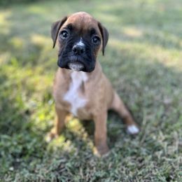 Female 1 - Fawn female Boxer puppy in Prestonsburg, Kentucky from Bre’s Boxers