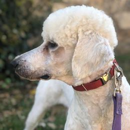 Poodles from Kings River Poodles and Doodles