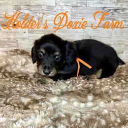Barkley 1650 - Black and cream male Dachshund puppy in Atwood, Oklahoma from Holder’s Doxie Farm