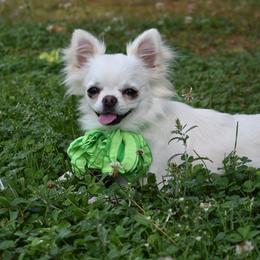 Pixie - Chihuahua