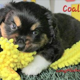 Coal BTM5 - Black tri male Miniature Australian Shepherd puppy in Elgin, Oregon from LongMile Aussies