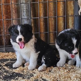 Border Collie Puppies from Royal Kennels Border Collies