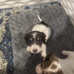Bluebell - Piebald female Dachshund puppy in Early, Texas from Ryan House Dachshunds