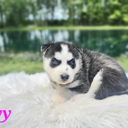 Ivy - Black and white female Siberian Husky puppy in Hebron, Kentucky from Glacier Run Huskies