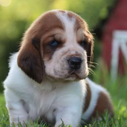 Larry - Mahogany and white male Basset Hound puppy in Pollock, Missouri from Northstar