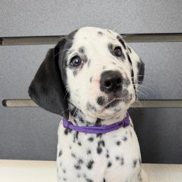 Purple female - White and black female Dalmatian puppy in Sacramento, California from Dream Dalmatians