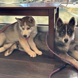 Siberian Husky Puppies from Hundley's Husky Haven