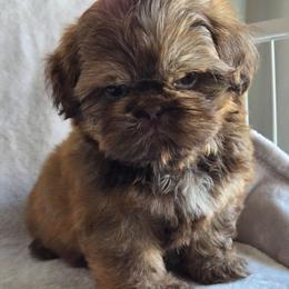 Augustus May - Liver male Shih Tzu puppy in Jenks, Oklahoma from Northstar Shih Tzu