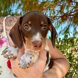 Honey AKC FULL - Piebald female Dachshund puppy in Gentry, Arkansas from Sweet As Pie Doxies