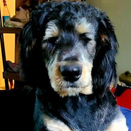 Duke - Bernedoodle