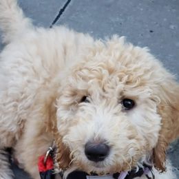 Double Doodle and Goldendoodle Puppies from Badgerland Goldendoodles