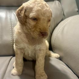 Juno - Cream female Goldendoodle puppy in Lake City, Florida from Dream Hollow Farm