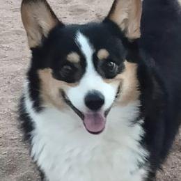 Oscar - Pembroke Welsh Corgi