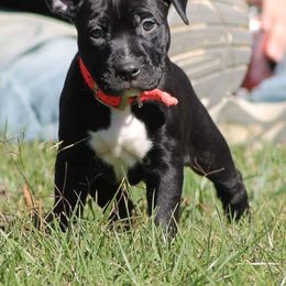 American Pit Bull Terrier Puppies from Steel Ridge APBTs