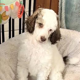 Mochi - Parti male Poodle puppy in Stuart, Florida from AKC/Excellent + Good OFA Sweet Delightful Poodles