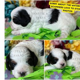 Blythe - Black and white female Cavapoo puppy in Thorndale, Texas from Hattie’s Texas Cavapoos