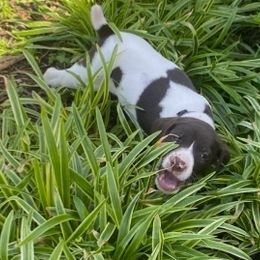 German Shorthaired Pointers from Harts Hill Kennel