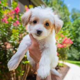Miss Yellow - Caramel red female Labradoodle puppy in Travelers Rest, South Carolina from Doodles of Love Labradoodles