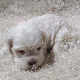 Cocker Spaniel Puppies from Chloe's Cocker Spaniels