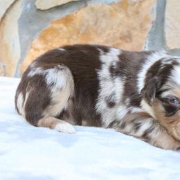 Ghost - Red merle male Australian Shepherd puppy in Macon, Georgia from Shaina’s Shepherds